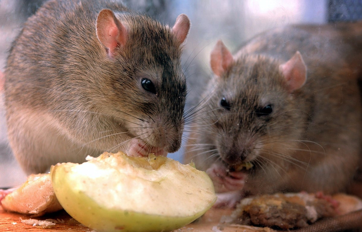 Rats eat 200kg cannabis stash seized from drug dealers in India, police say