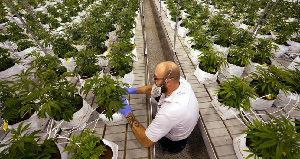 Rasanter Anstieg des Konsums: Amerika im Cannabis-Rausch