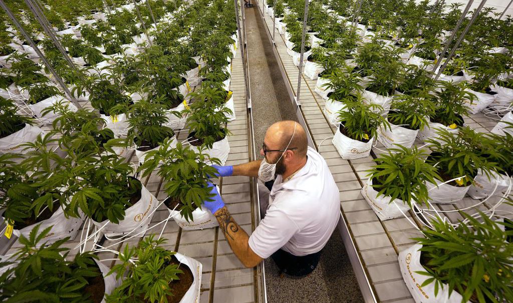 Rasanter Anstieg des Konsums: Amerika im Cannabis-Rausch