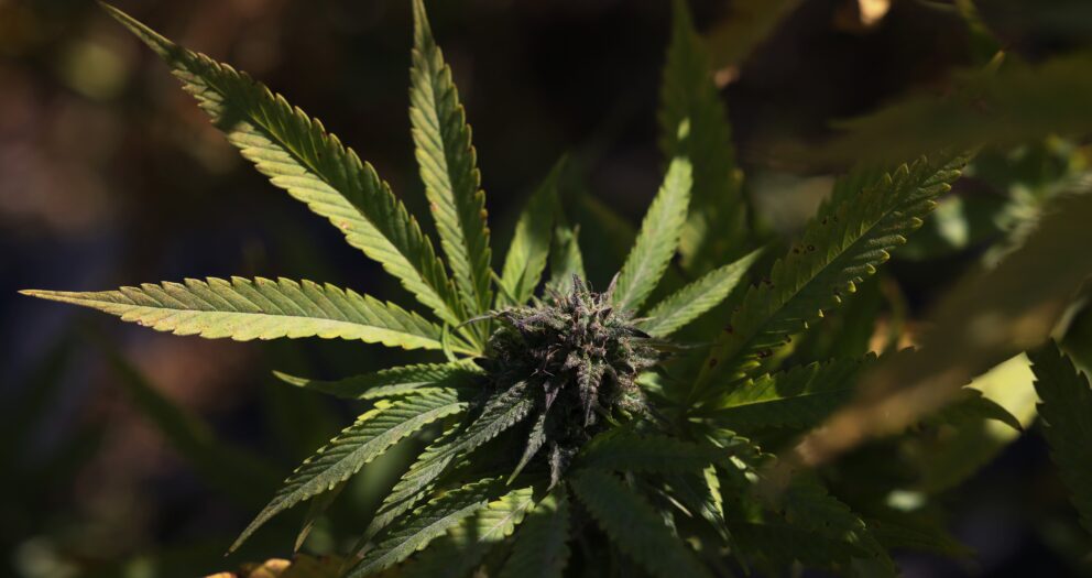Many People with Bipolar Disorder Use Cannabis. It May Sometimes Help