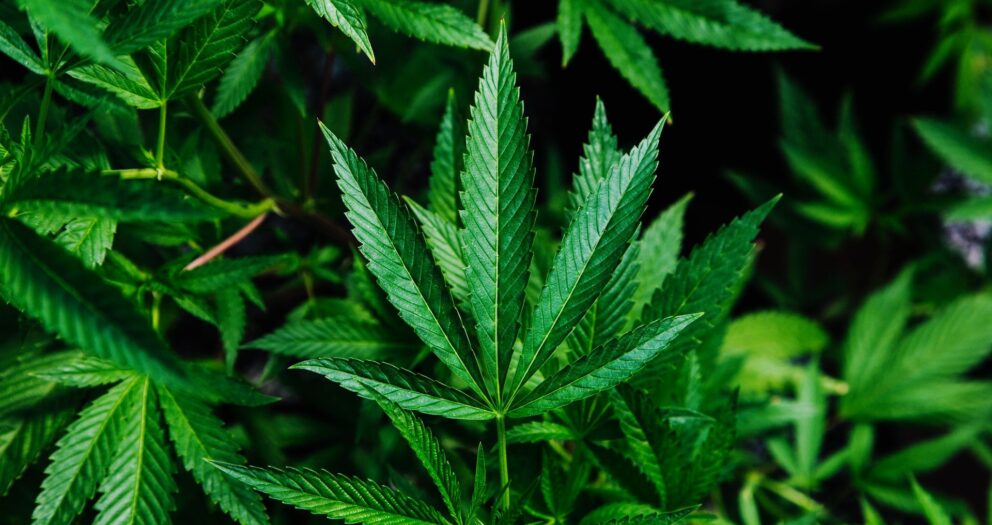 Cannabisstudier skapar rubriker även när resultaten är klena