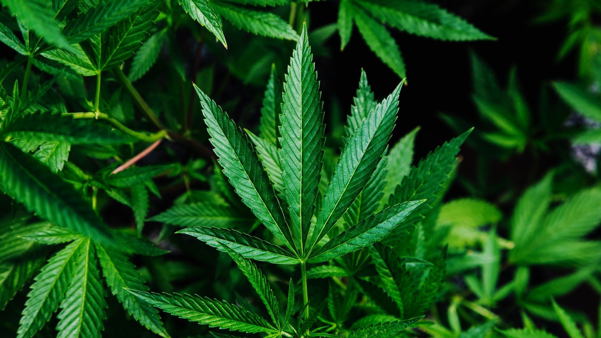 Cannabisstudier skapar rubriker även när resultaten är klena