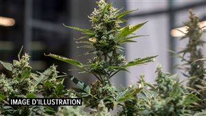 Une opération policière fructueuse à Fleurus: démantèlement de deux plantations de cannabis et interpellations de 18 personnes