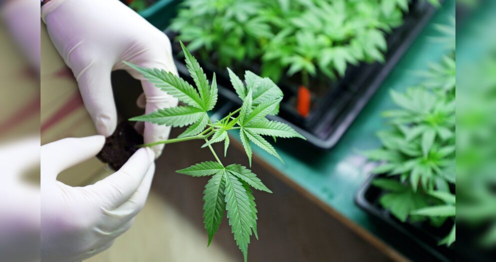 Cannabis is no better than a placebo for treating pain, 20 studies show