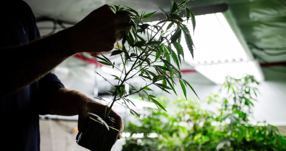 Second cannabis craft growing company wins Elgin OK to open an operation on city’s west side