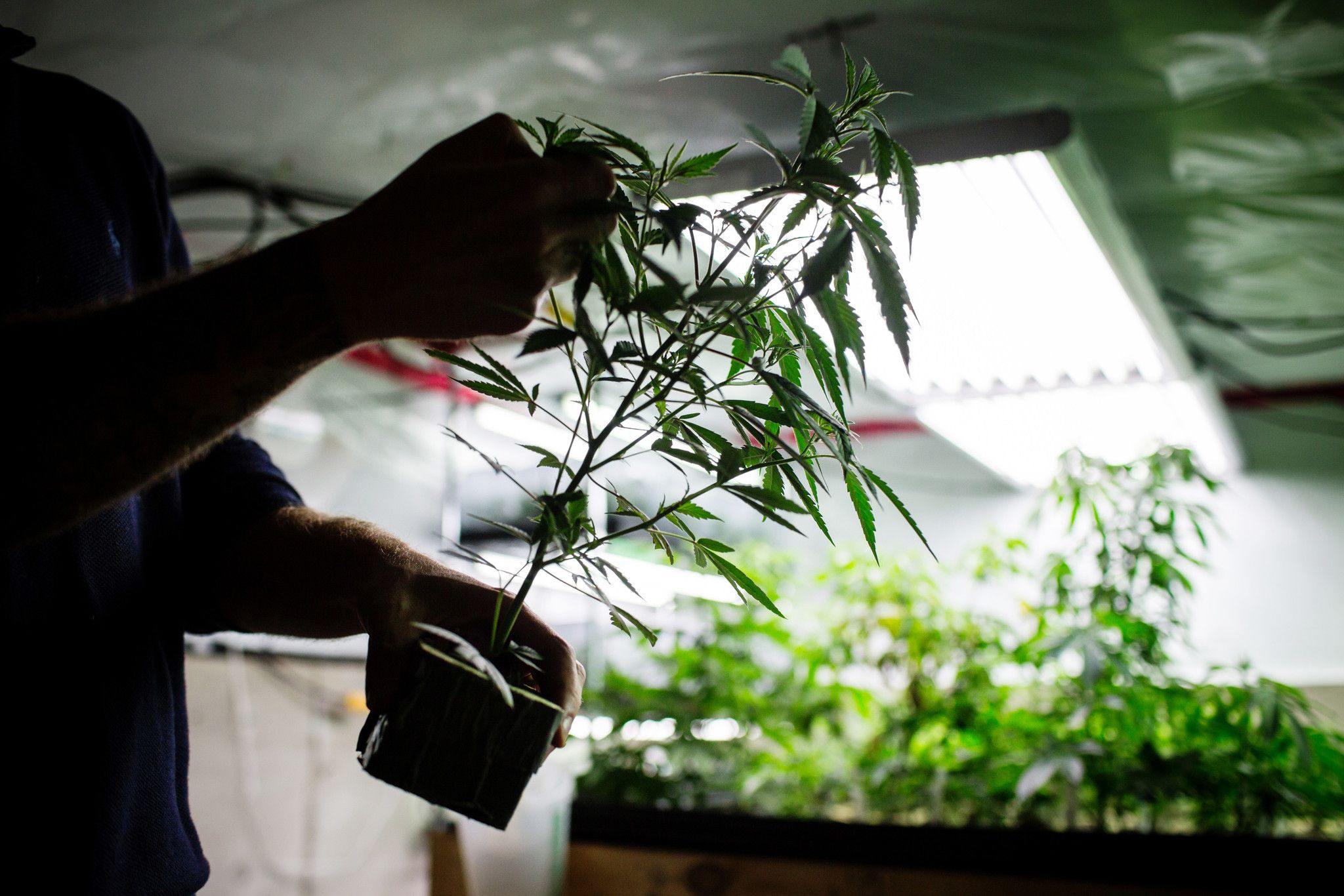 Second cannabis craft growing company wins Elgin OK to open an operation on city’s west side
