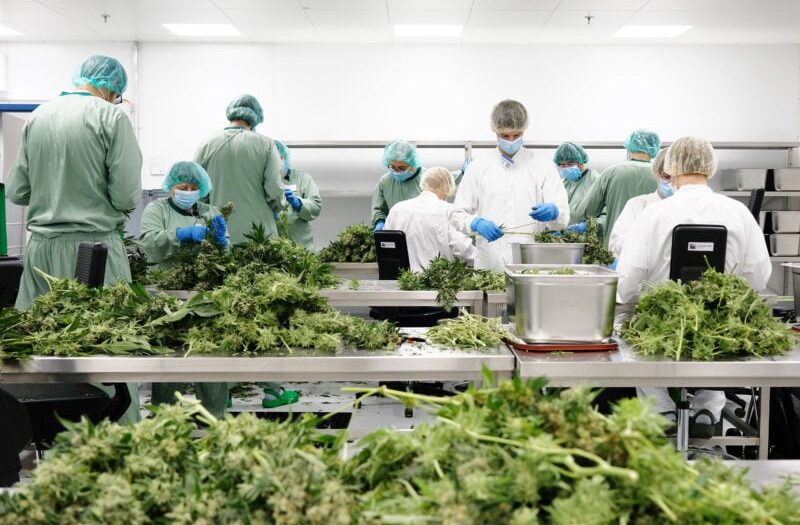Wieder Geld für Cannabis-Senkrechtstarter Demecan