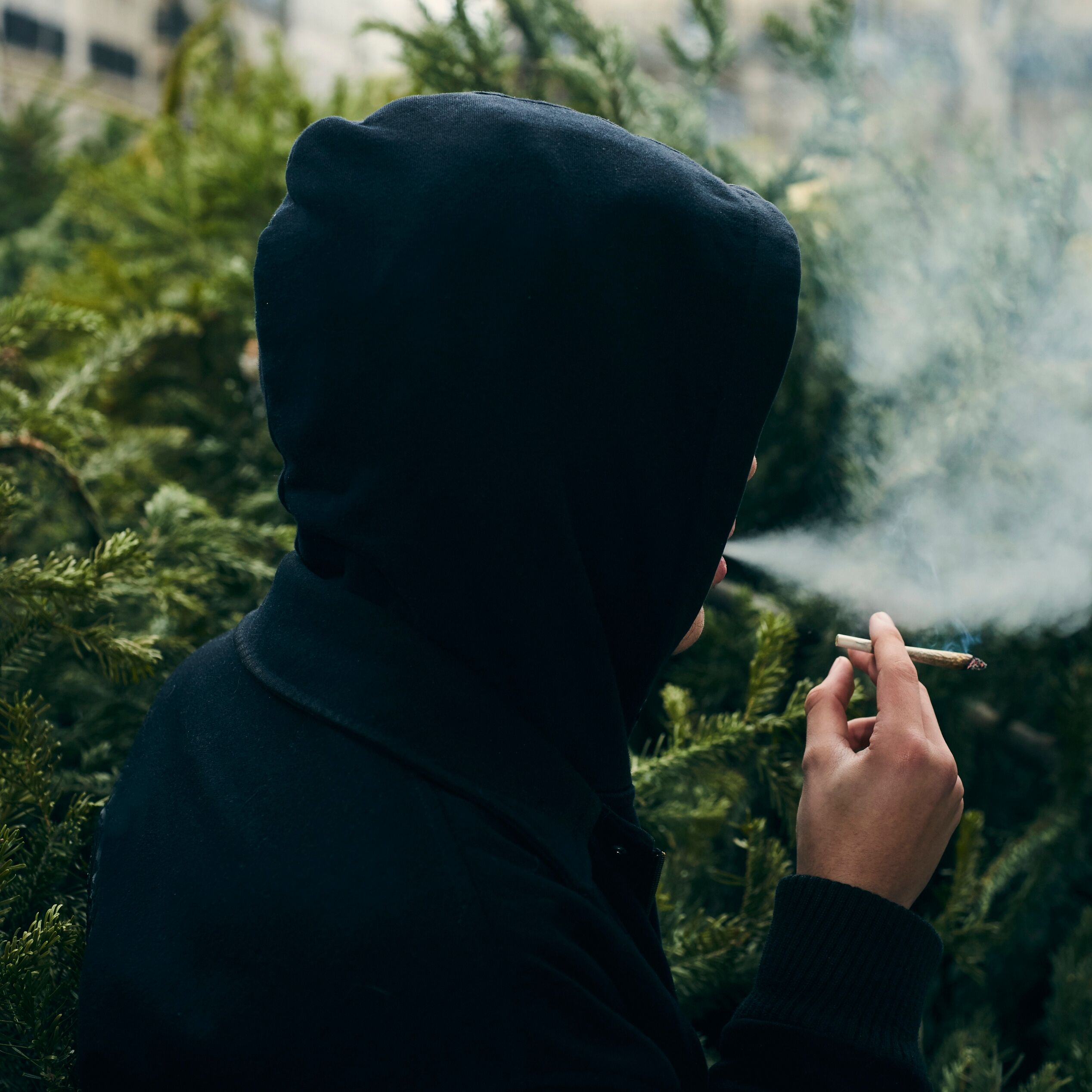 Cannabis : désormais le fumeur français moyen est un sudiste trentenaire