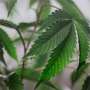 Study shows cannabis use in adolescents linked with anxiety, memory loss