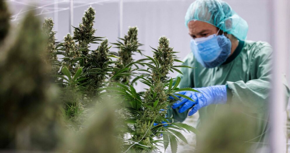 Drogenpolitik: Lauterbachs gefährliches Cannabis-Experiment