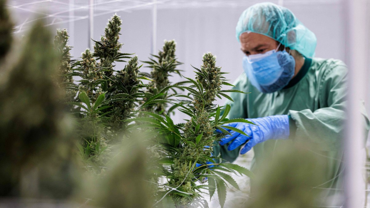 Drogenpolitik: Lauterbachs gefährliches Cannabis-Experiment