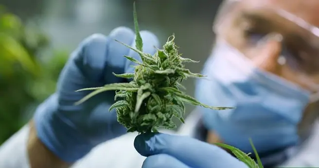 Anvisa autoriza, pela primeira vez, plantio de cannabis para pesquisa científica