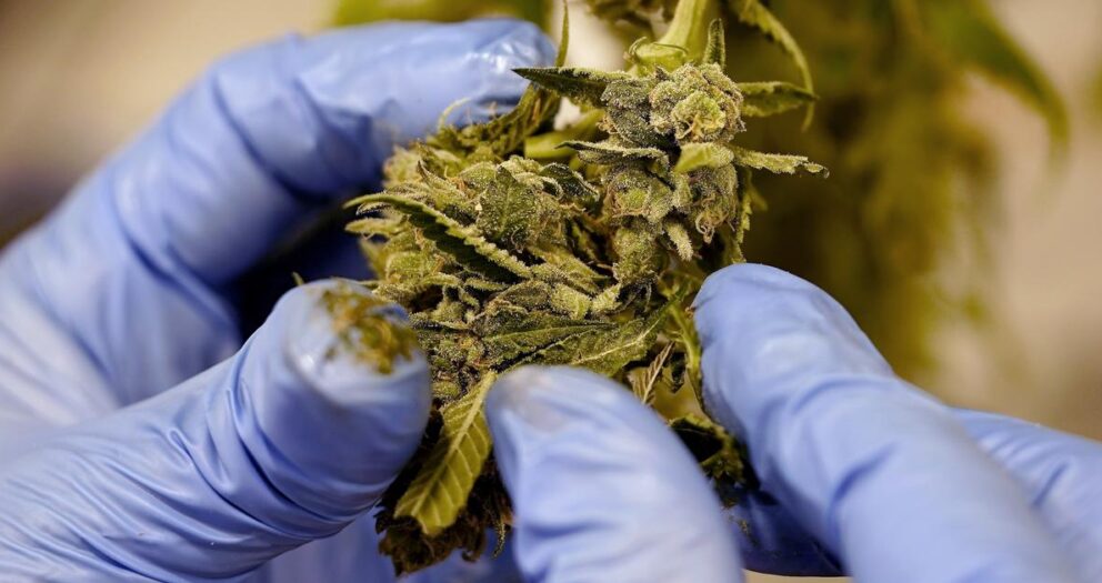 Fängelse för cannabisodling i Västernorrland