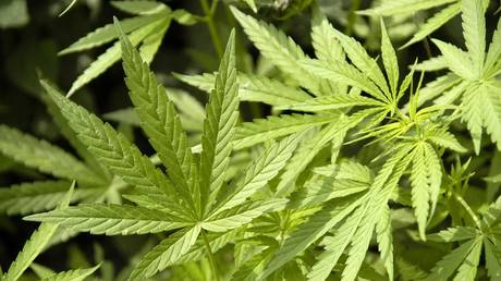 Massive cannabis bust in Russia