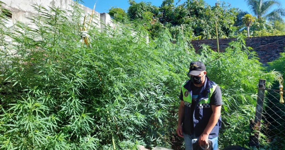 Secuestran en Concepción 17 plantas de cannabis, que medían tres metros de altura