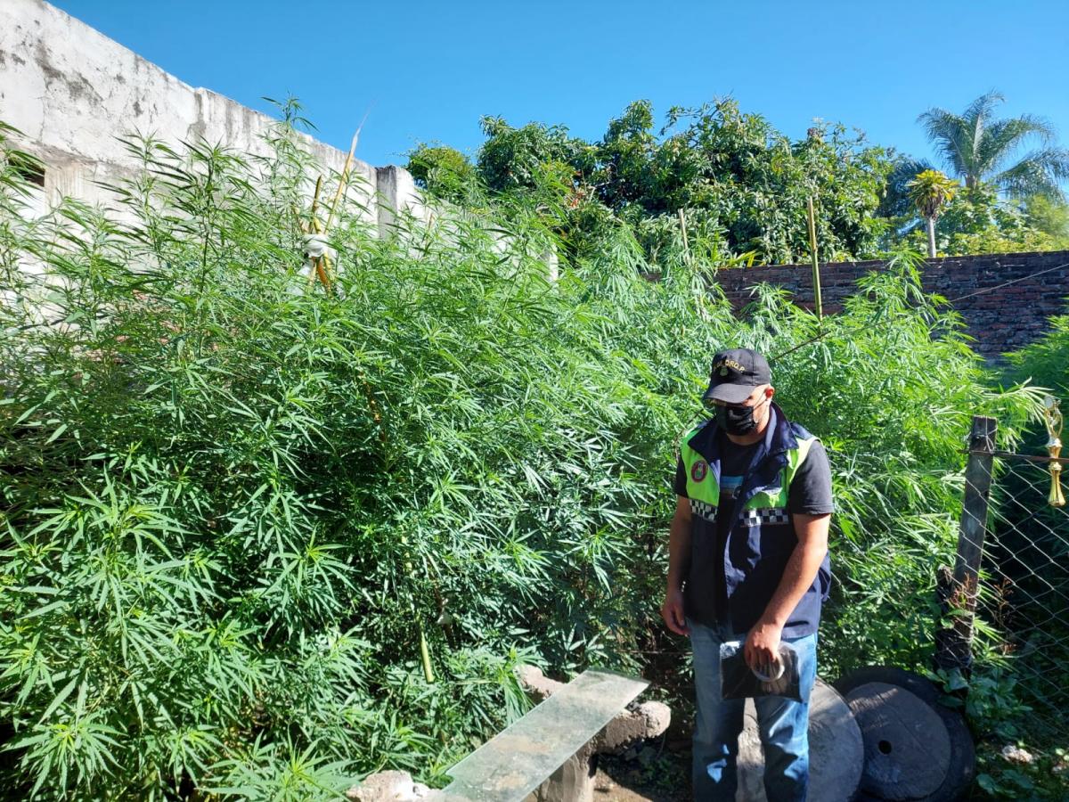 Secuestran en Concepción 17 plantas de cannabis, que medían tres metros de altura