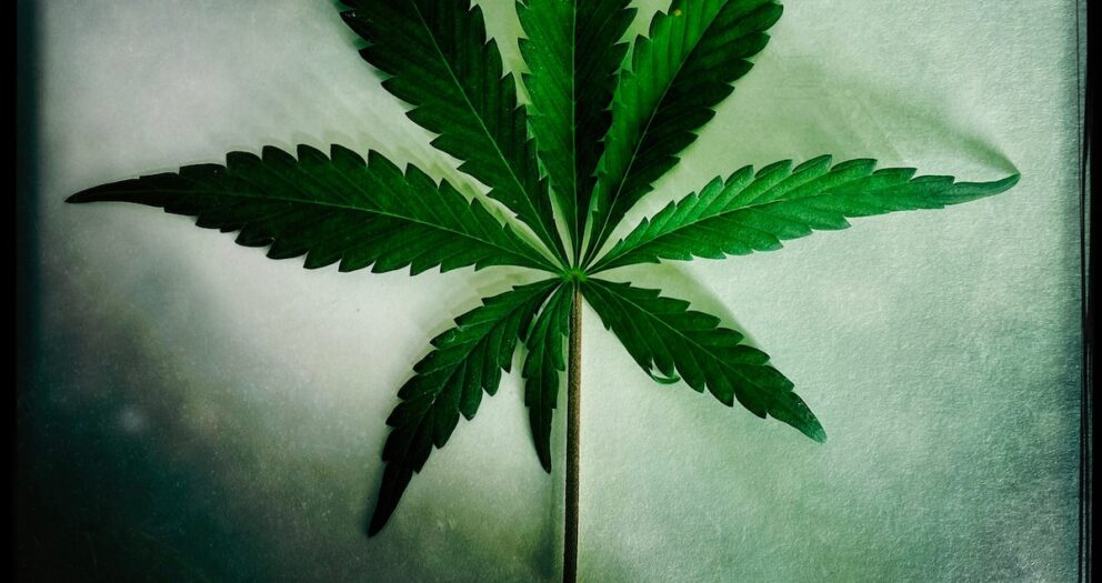 Is pain relief from cannabis all in your head?