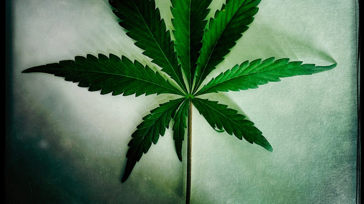 Is pain relief from cannabis all in your head?