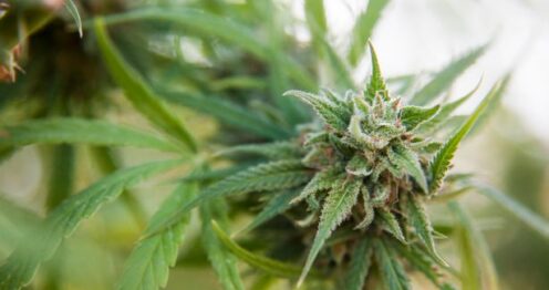 Factory found to be infusing sweets with cannabis raided by police