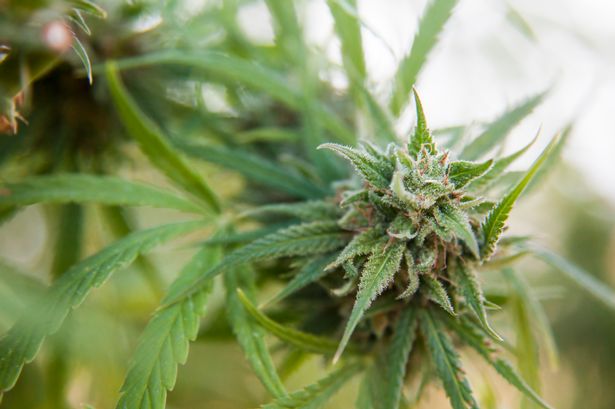 Factory found to be infusing sweets with cannabis raided by police